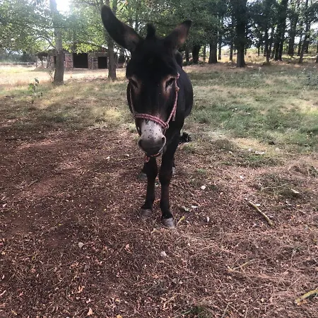 Romantique Dans Le Chateau De La Bouchatte 3* Chazemais