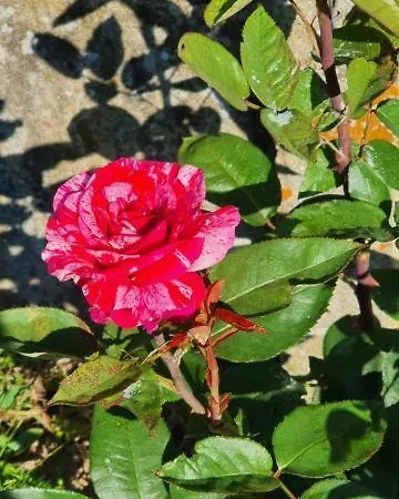 Romantique Dans Le Chateau De La Bouchatte Guest house