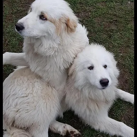 Romantique Dans Le Chateau De La Bouchatte Guest house Chazemais