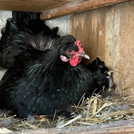 Pensjonat Romantique Dans Le Chateau De La Bouchatte *